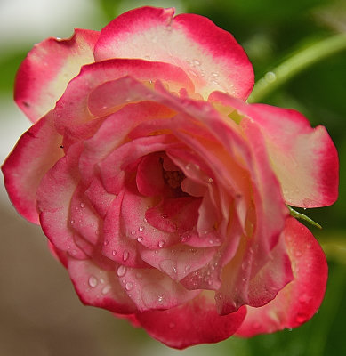New Cherry Parfait Rose