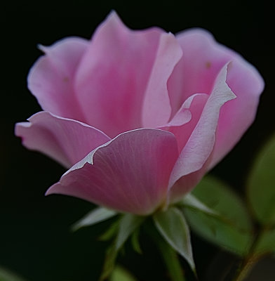 A Pink Rose.jpg