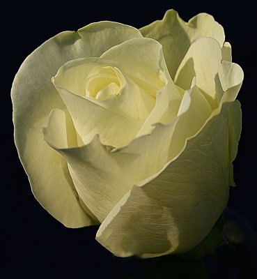 313 of 365 White Rose