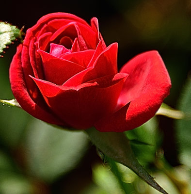 314 of 365 Fresh Red Rose Bloom