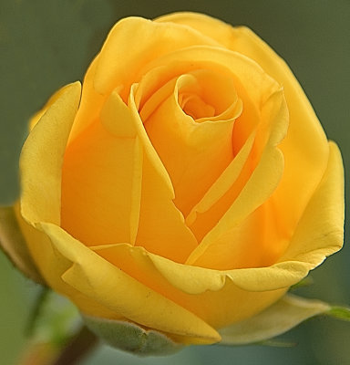 Yellow Rose.jpg