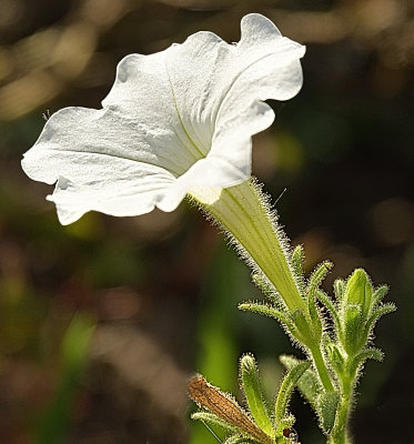 White Cloud