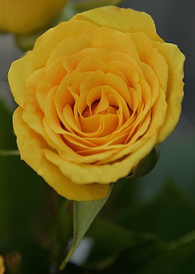 Cheerful Yellow Rose.jpg