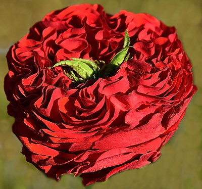 320 of 365 Red Garden Rose