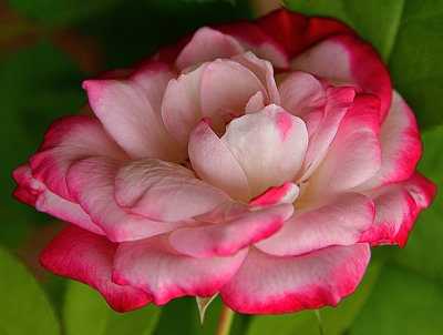 322 of 365 Heritage Fiesta Rose