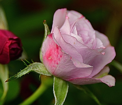 Speckled Rose.jpg