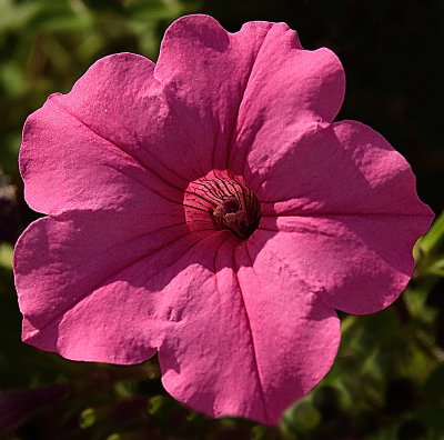 325 of 365 Perfectly Pink Petunia