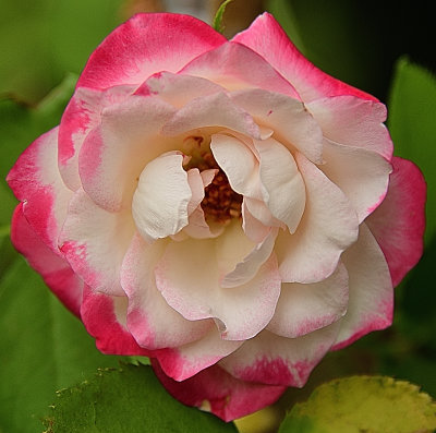 326 of 365 Red White Rose