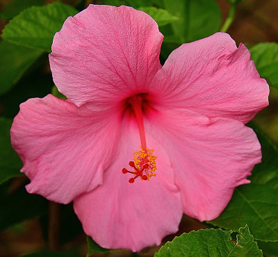 327 of 365 Pink Hibiscus