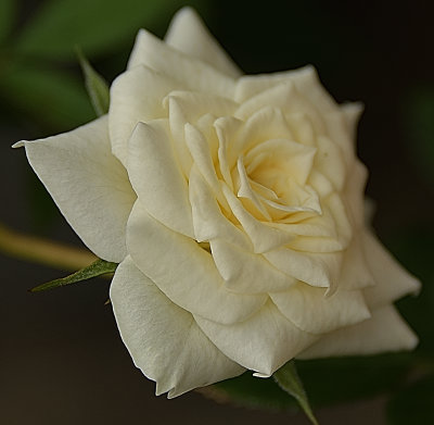 White Rose