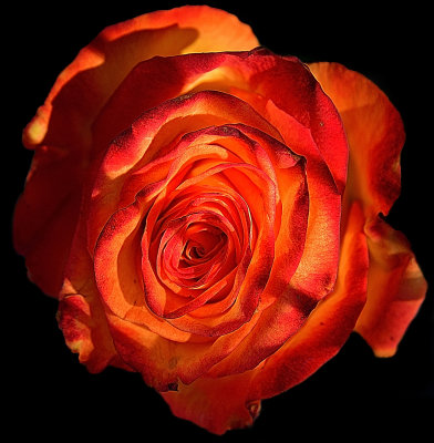 Flame Rose