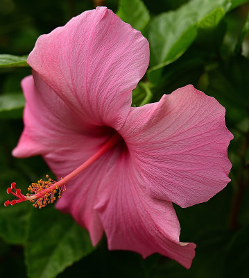 330 of 365 Pink Hibiscus