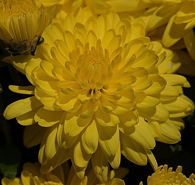 Yellow Mum