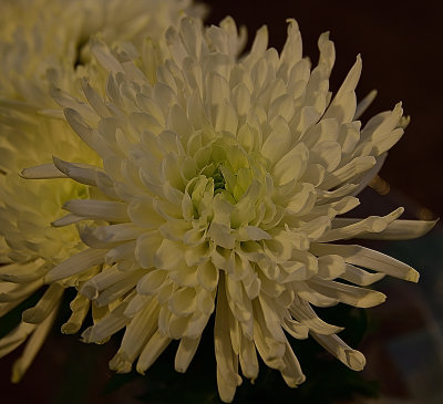 White Spider Mum