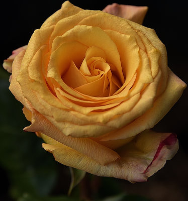 335 of 365 Yellow Pink Rose