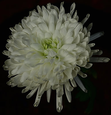 White Crystal Mum