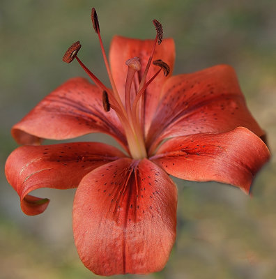An Autumn Lily.jpg