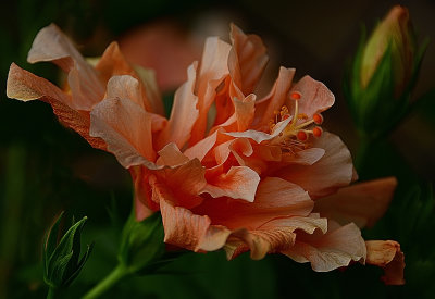 339 of 365 Double Apricot Hibiscus.jpg