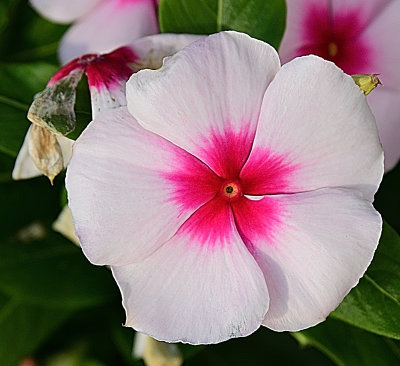 340 of 365 White Pink Pansy