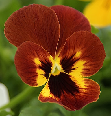 Chestnut Yellow Pansy.jpg