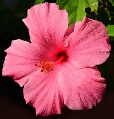 341 of 365 Pink Hibiscus