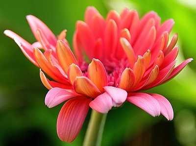 342 of 365 Gerbera Daisy Blooming