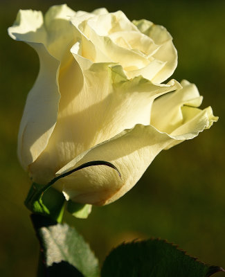 347 of 365 White Rose