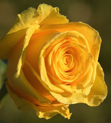 Bright Yellow Rose.jpg