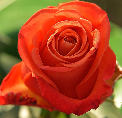 Tangerine Rose.jpg