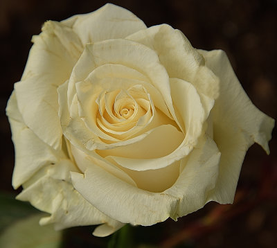 349 of 365 Cloud White Rose