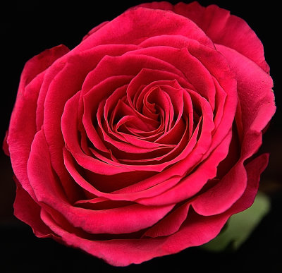 Pink Garden Rose.jpg