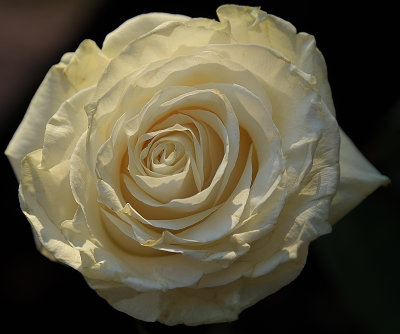 351 of 365 Moon White Rose
