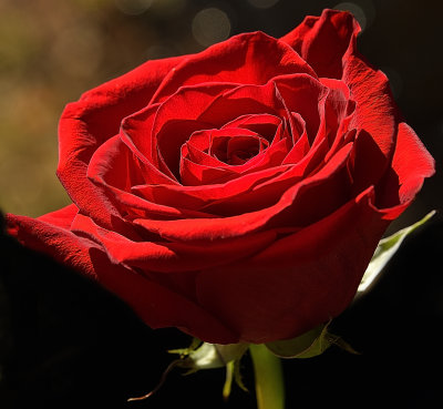 Red Heart Rose.jpg