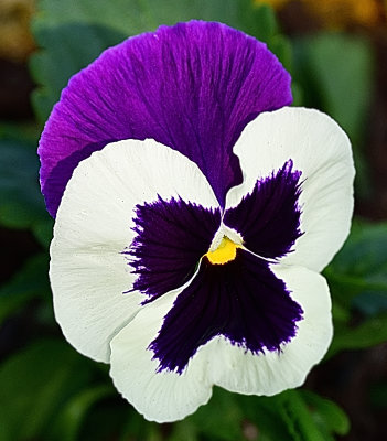 Purple White Pansy