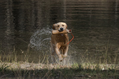 2nd_light_golden2.jpg