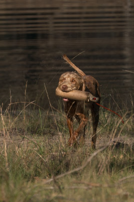 HWV2.jpg