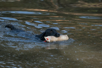 judges_dog.jpg