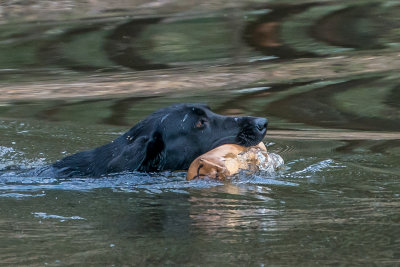 judges_dog6.jpg