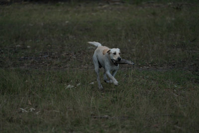 Yellow_Lab2.jpg