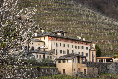 Tenuta La Gatta - Triacca a Bianzone (So)