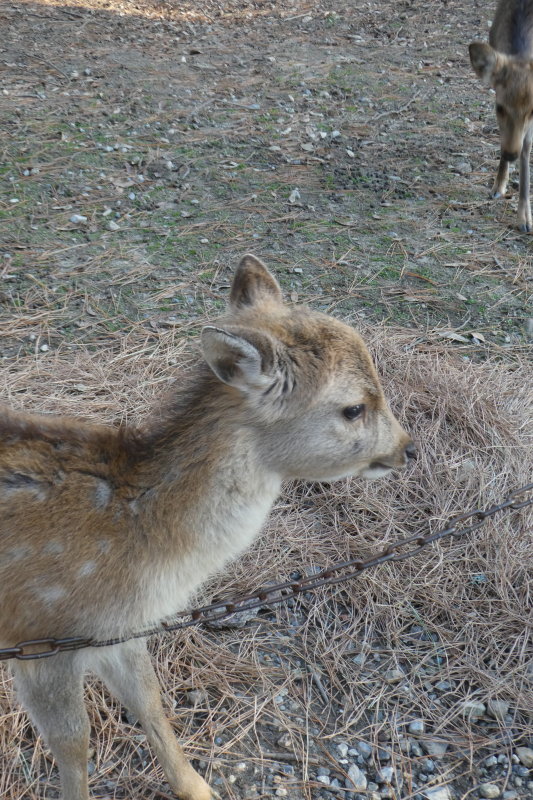 Nara Deer Park