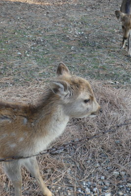 Nara Deer Park
