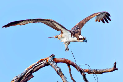 Osprey