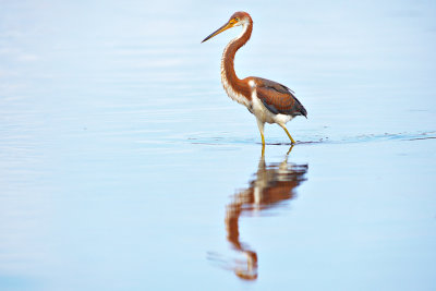 Tricolored Heron