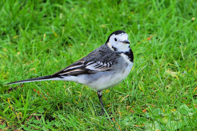 Pied Wagtail