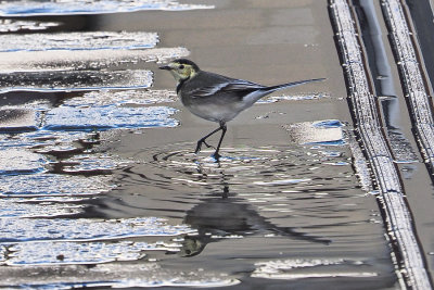 Pied Wagtail-01