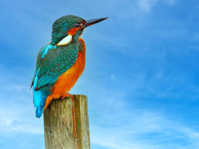 Kingfisher