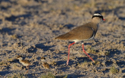 Central Kalahari 2019