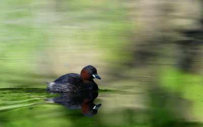 At the edge of the pond 