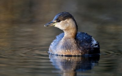 1. Potpourri of birds (CH)